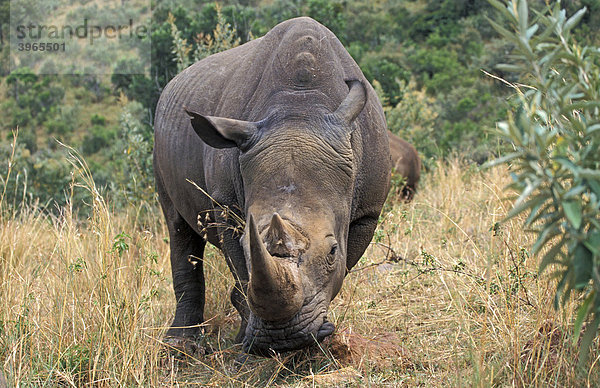 Spitzmaulnashorn (Diceros bicornis)  Masai Mara  Kenia  Afrika