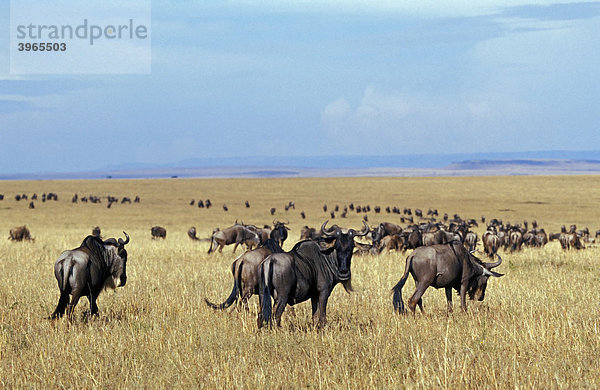 Gnus (Connochaetes)  Migration  Masai Mara  Kenia  Afrika