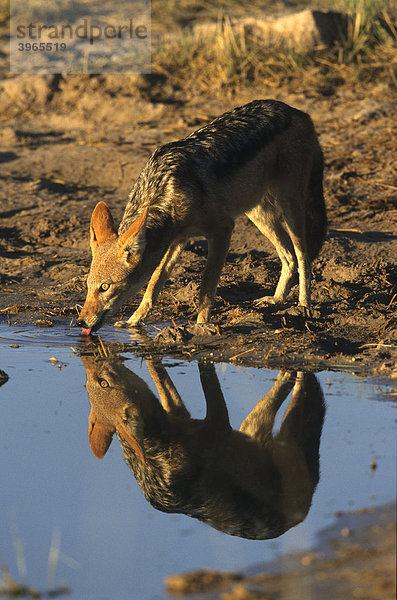 Schabrackenschakal (Canis mesomelas) mit Wasserspiegelung  Etosha-Nationalpark  Namibia  Afrika