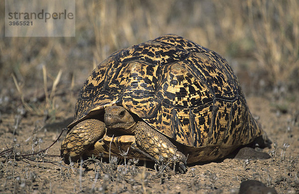 Schildkröte (Testudinata)  Kenia  Afrika