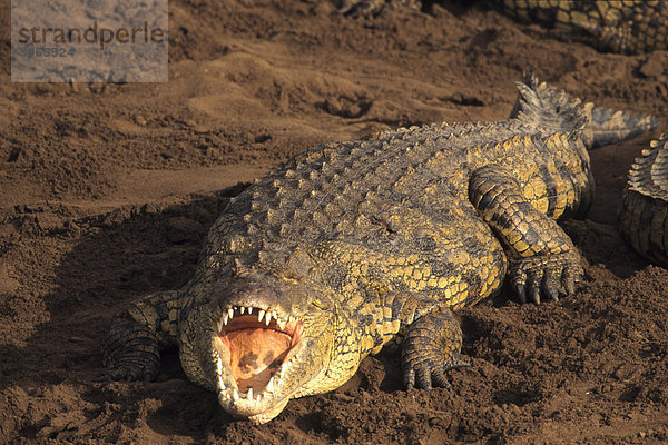 Krokodil (Crocodilia) beim Sonnenbad  Masai Mara  Kenia  Afrika