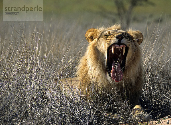 Löwe (Panthera leo) mit aufgerissenem Maul