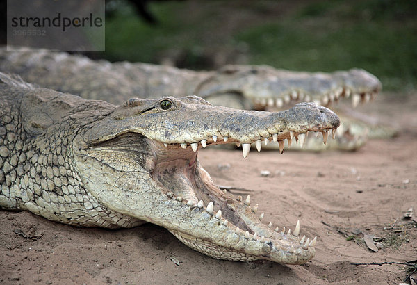 Krokodile (Crocodilia)