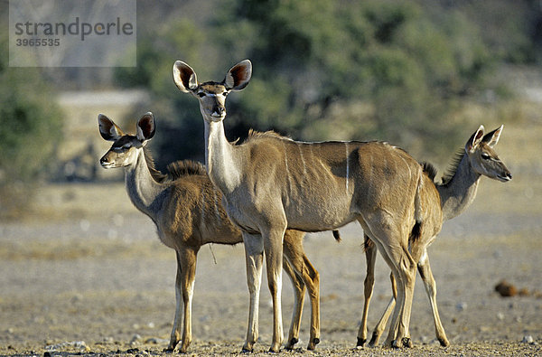 Großer Kudu (Tragelaphus strepsiceros)  Familie
