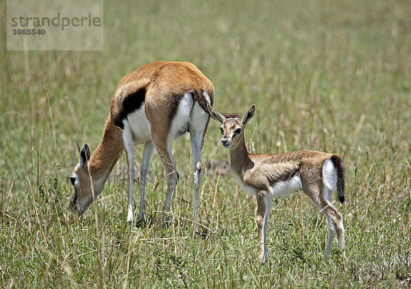 Thomson-Gazelle (Eudorcas thomsonii) und Jungtier  Masai Mara  Kenia  Afrika