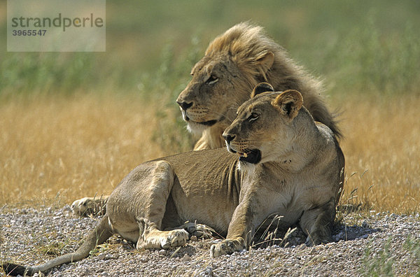 Löwen (Panthera leo) Paar