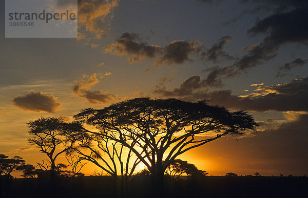 Akazien im Sonnenuntergang  Kenia  Afrika