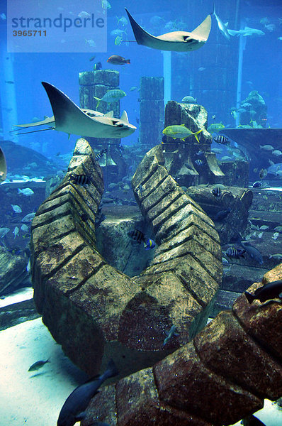 Riesiges Meerwasser-Aquarium des Atlantis-Hotels  The Palm Jumeirah  Dubai  Vereinigte Arabische Emirate  Arabien  Naher Osten  Orient
