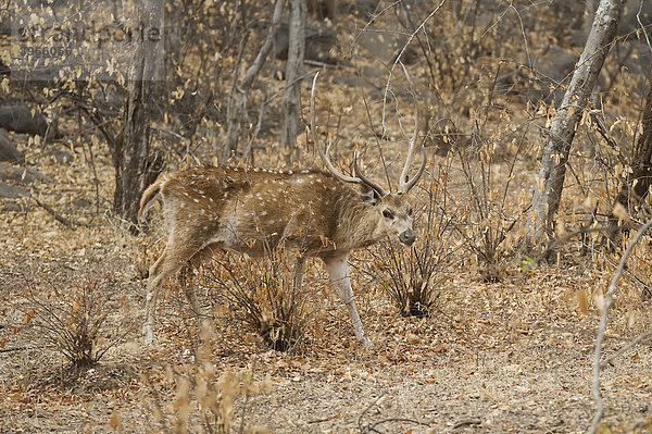 Axishirsch oder Chital (Axis axis)  männlich  Ranthambore Nationalpark  Rajasthan  Indien