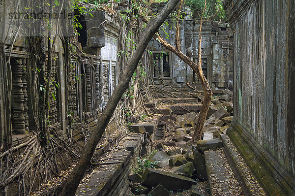 Wurzeln und Bäume überwuchern Ruinen  Beng Mealea Tempel  Angkor  Welterbe der UNESCO  Siem Reap  Kambodscha