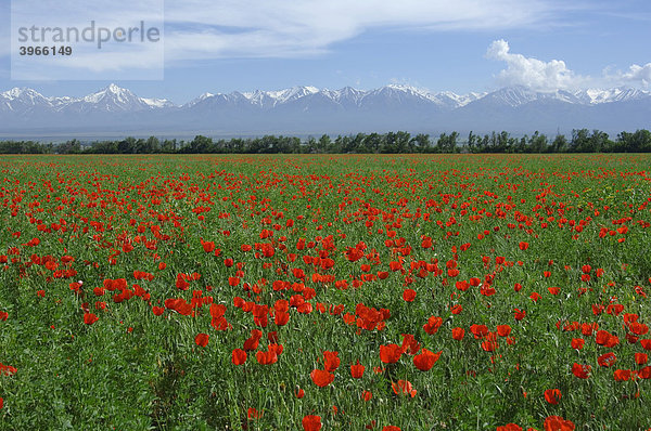 Klatschmohnfeld  Kasachstan