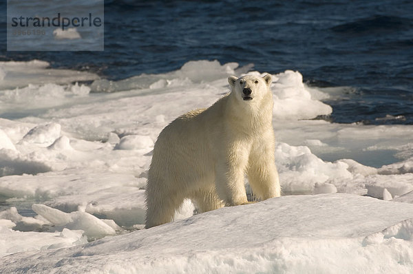 Eisbär (Ursus maritimus) auf Polareis  Davis Meerenge  Labrador See  Labrador  Kanada