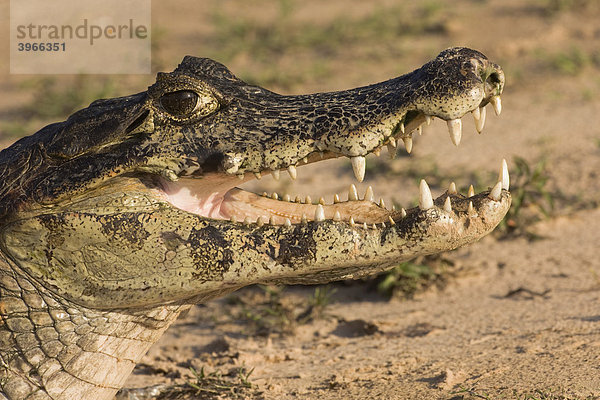 Brillenkaiman (Caiman yacare)  Pantanal  Mato Grosso  Brasilien