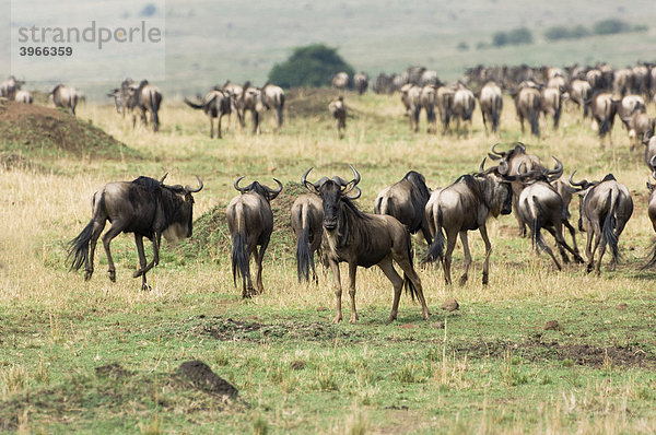 Weißschwanzgnu Migration  (Connochaetes taurinus)  Masai Mara National Park  Kenia  Ostafrika