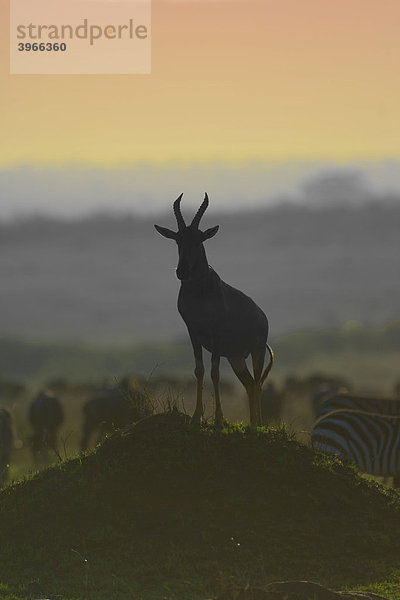 Halbmondantilope (Damaliscus lunatus) bei Sonnenuntergang  Masai Mara Nationalpark  Kenia  Ostafrika