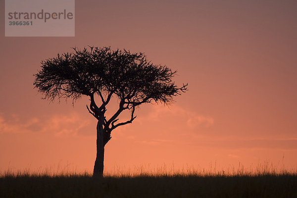Schäferbaum oder Hirtenbaum (Capparaceae Familie)  Sonnenaufgang  Masai Mara Nationalpark  Kenia  Ostafrika