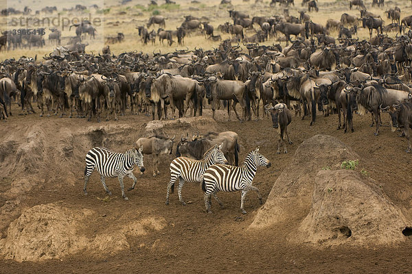 Weissschwanzgnus (Connochaetes taurinus) und Burchell-Zebras oder Gemeine Zebras (Equus burchellii) den Mara Fluss überquerend  Masai Mara National Park  Kenia  Ostafrika