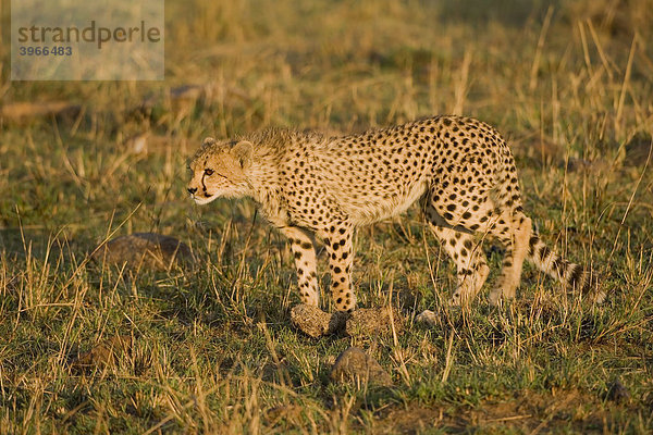 Junger Gepard (Acinonyx jubatus)  Masai Mara  Kenia  Ostafrika