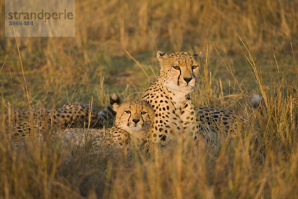 Gepard (Acinonyx jubatus) und Jungtiere  Masai Mara  Kenia  Ostafrika