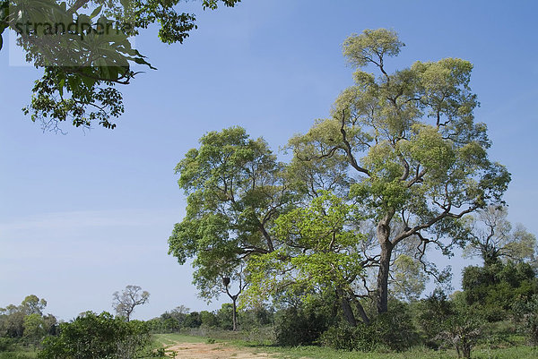 Fazenda Pouso Alegre  Pantanal Landschaft  UNESCO Welterbe und Biosphärenreservat  Mato Grosso  Brasilien