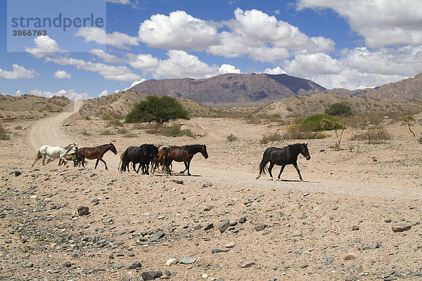 Pferde auf der Ruta 40  Calchaqui Tal  Argentinien