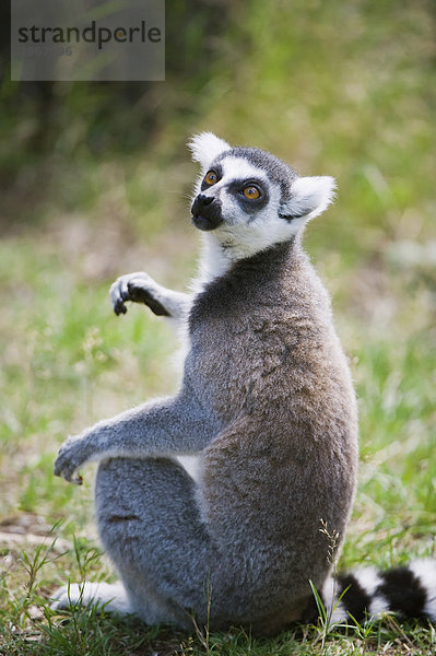 Katta (Lemur catta)  von der IUCN 2009 als gering gefährdet gelistet  endemisch in Madagaskar