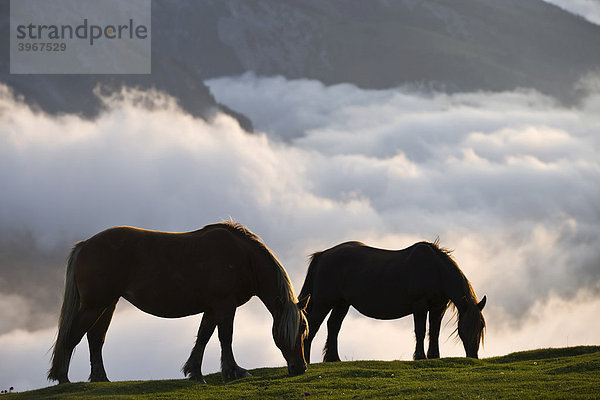 Pferde weiden über Wolkenmeer am Col d'Aubisque  Aquitaine  Frankreich  Europa