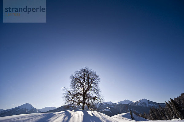 Tief verschneite Winterlandschaft  Achenkirch  Tirol  Österreich