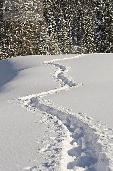 Tief verschneite Winterlandschaft mit Schneeschuhspur  Achenkirch  Tirol  Österreich