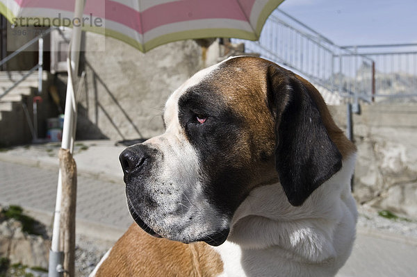 Bernhardiner Hund  Kopf  am Großen St. Bernhard  Schweiz