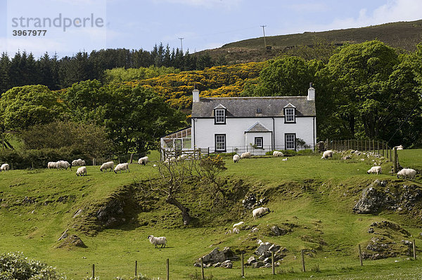 Farmhaus mit Schafen  Cottage  Isle of Mull  Schottland  Großbritannien  Europa