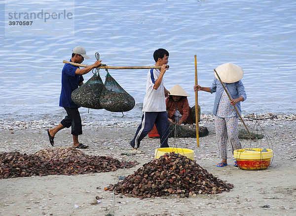 Fischer tragen Netze mit Fisch am Strand von Mui Ne  Vietnam  Asien