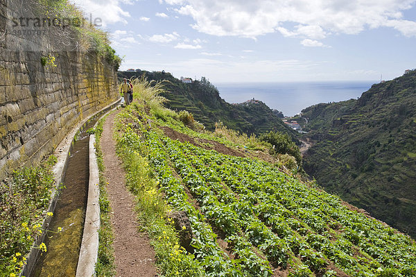 Gemüsebeet an der Levada Moinho  Madeira  Portugal