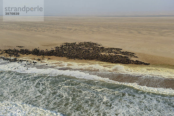 Robbenkolonie in der Namib-Wüste  Flugaufnahme  Namibia  Afrika