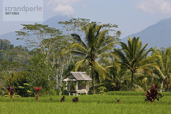 Reisfelder  Mount Lesung  Vulkan  Bali  Republik Indonesien  Südostasien