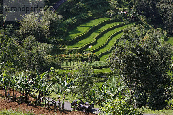 Reisfelder und Gemüsefelder in Terrassenanbau  Bali  Republik Indonesien  Südostasien