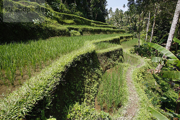 Reisfelder  bei Pura Gunung Kawi Sebatu  den alten Königsgräbern  Bali  Republik Indonesien  Südostasien