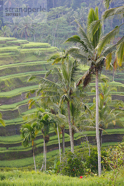Reisfelder  Tegal Lalang  im Morgenlicht  Bali  Republik Indonesien  Südostasien
