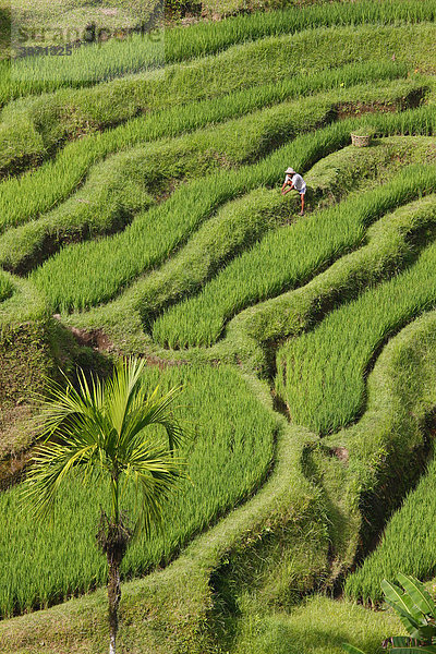 Reisfelder bei Tegal Lalang  Bali  Republik Indonesien  Südostasien