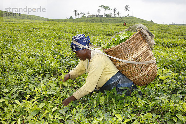 Teepflückerin  Teeplantage am Mount Cameroun  Buea  Kamerun  Afrika