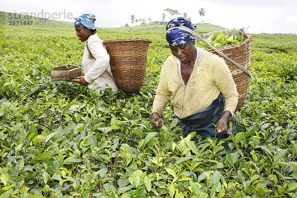 Teepflücker  Teeplantage am Mount Cameroun  Buea  Kamerun  Afrika