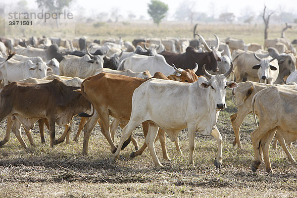 Zebu-Rinder Herde  am Lagdo See  Nordkamerun  Kamerun  Afrika
