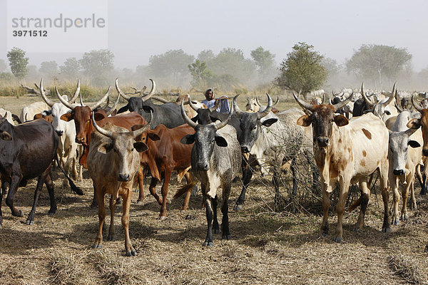 Zebu-Rinder Herde  am Lagdo See  Nordkamerun  Kamerun  Afrika