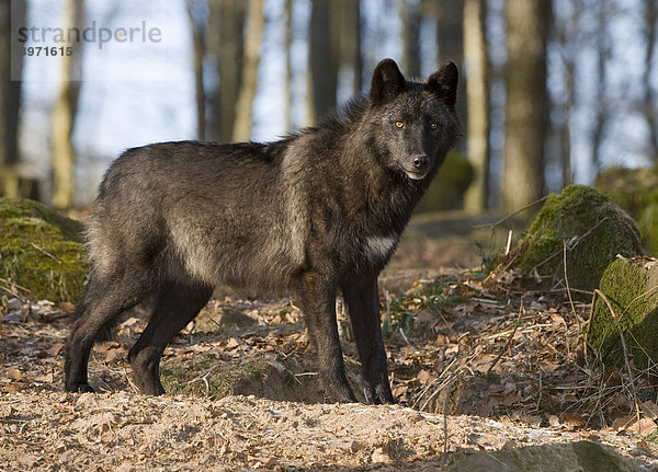 Timberwolf (Canis lupus lycaon)