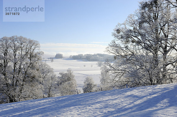 Winterlandschaft bei Holzhausen am Starnberger See  Oberbayern  Bayern  Deutschland