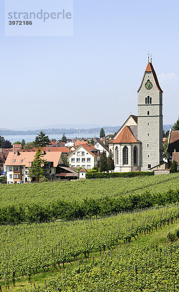 Weinanbau  Weinberg bei Hagnau am Bodensee  Baden-Württemberg  Deutschland  Europa