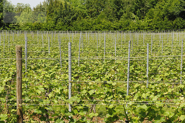 Weinanbau  Weinberg bei Überlingen am Bodensee  Baden-Württemberg  Deutschland  Europa