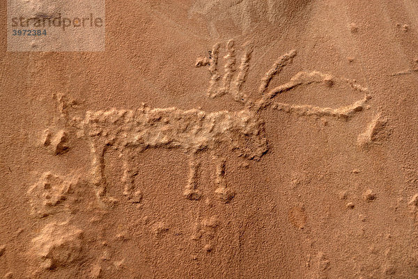 Hirsch  historische Ritzzeichnung  Petroglyphe der Anasazi-Indianer auf rotem Sandstein  ca. 900 Jahre alt  Cold Springs Cave bei Bluff  Utah  USA