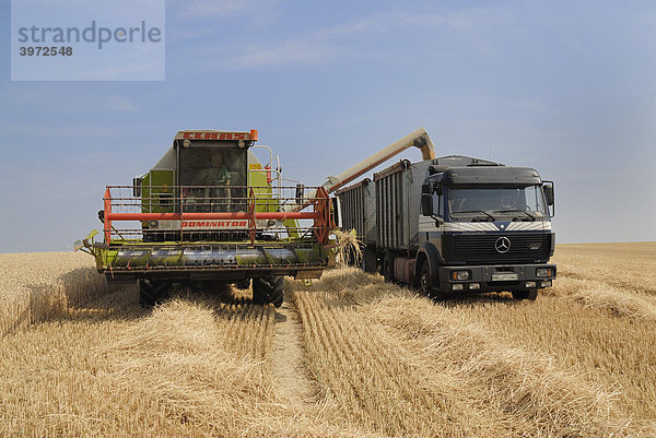 Mähdrescher leert gedroschenes Getreide auf Lastkraftwagen