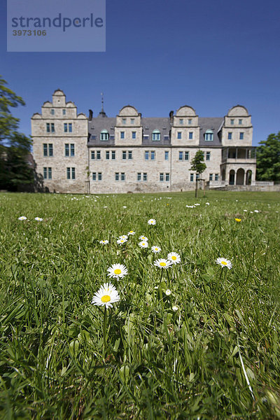 Gänseblümchen (Bellis perennis) am Schloss Stadthagen  Niedersachsen  Deutschland